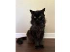Adopt Rocky a All Black Domestic Longhair / Mixed (long coat) cat in Orlando