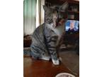 Adopt Sally Sue- TV a Brown Tabby Domestic Shorthair / Mixed (short coat) cat in