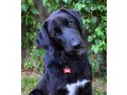 Adopt Knight Rider a Black - with White Newfoundland / Mixed dog in Tulsa