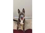 Adopt Ace a Gray/Blue/Silver/Salt & Pepper Mixed Breed (Large) / Mixed dog in