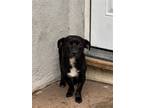 Adopt Sam a Black - with White Patterdale Terrier (Fell Terrier) / Mixed dog in