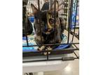 Adopt Cinnamon a Domestic Shorthair / Mixed (short coat) cat in Brainardsville