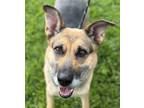 Adopt Star a German Shepherd Dog / Mixed dog in Napa, CA (38934820)