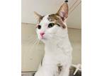 Adopt Yuki a Domestic Shorthair / Mixed cat in Sudbury, ON (39064712)