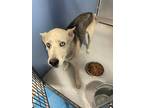 Adopt Bizkit a White Husky / Shepherd (Unknown Type) / Mixed dog in El Paso