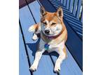 Adopt KITSUNE a Red/Golden/Orange/Chestnut - with White Shiba Inu / Mixed dog in