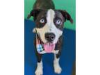 Adopt Rosie a Shepherd (Unknown Type) / Mixed dog in Lexington, KY (39064655)