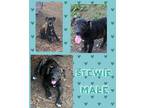 Adopt Stewie in Ct a Brindle Mountain Cur / Mixed Breed (Medium) / Mixed dog in
