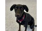 Adopt Winnie a Black Mixed Breed (Medium) / Mixed dog in Great Falls