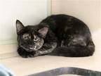 Adopt WARLOCK a Tortoiseshell Domestic Mediumhair / Mixed (medium coat) cat in