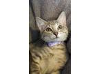 Adopt Suds a Gray, Blue or Silver Tabby Domestic Shorthair / Mixed (short coat)