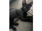 Adopt Wilbur a All Black Domestic Shorthair / Mixed (short coat) cat in Orlando