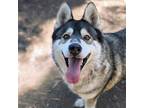 Adopt Echo a Husky / Mixed dog in Oakland, CA (38969891)
