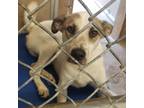 Adopt Dixon a White - with Tan, Yellow or Fawn Pointer / Mixed dog in Abilene