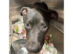 Adopt Barrett a Black Pit Bull Terrier / Mixed dog in Abilene, TX (39064355)