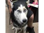 Adopt Jasmine a Gray/Silver/Salt & Pepper - with Black Husky / Mixed dog in