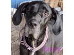 Adopt Lucy a Black Great Dane / Mixed dog in Jupiter, FL (39003221)
