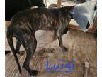 Adopt Luigi a Brindle Great Dane / Mixed dog in Jupiter, FL (39003216)