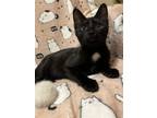 Adopt Gizmo a Black (Mostly) Domestic Shorthair / Mixed cat in Land O Lakes