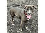 Adopt Lucky Girl a Black Labrador Retriever / Mixed dog in Pendleton