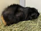 Adopt Guy a Black Guinea Pig / Guinea Pig / Mixed small animal in Boulder