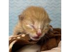Adopt Fin a Orange or Red Domestic Shorthair / Domestic Shorthair / Mixed cat in