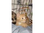 Adopt Reese a Orange or Red Domestic Shorthair / Domestic Shorthair / Mixed cat