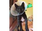 Adopt Lobo a All Black Domestic Shorthair / Domestic Shorthair / Mixed cat in