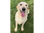 Adopt Louise a Tan/Yellow/Fawn Labrador Retriever / Poodle (Standard) / Mixed