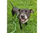 Adopt Twyla a Black - with White Staffordshire Bull Terrier / Mixed dog in St.
