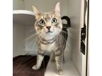 Adopt Phoenix a Domestic Shorthair / Mixed cat in Phoenix, AZ (39064009)