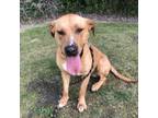 Adopt Hank a Tan/Yellow/Fawn Labrador Retriever / Mixed dog in Crookston