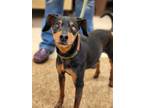 Adopt Stud a Black Miniature Pinscher / Mixed dog in Wausau, WI (39063950)