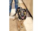 Adopt Dempsey a Black Shepherd (Unknown Type) / Mixed dog in Wausau