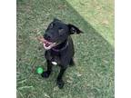 Adopt Chili a Black Mixed Breed (Medium) / Mixed dog in Dallas, TX (39063926)