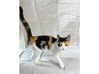 Adopt Smores a Calico or Dilute Calico Domestic Shorthair (short coat) cat in