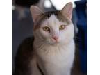 Adopt Linus a Brown or Chocolate Domestic Mediumhair / Mixed cat in Kanab