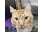 Adopt Blaze a Orange or Red Domestic Shorthair / Mixed cat in Kanab