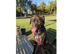 Adopt Rodney a Brindle Labrador Retriever / Mixed dog in Dallas, TX (39063689)