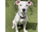 Adopt Mayor Cuddlesworth a White American Pit Bull Terrier / Mixed dog in