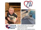 Adopt Eli a Tan/Yellow/Fawn Pug / Mixed dog in Dallas/Fort Worth, TX (38921136)