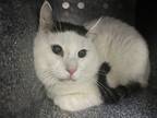 Adopt Hanz a Domestic Shorthair / Mixed (short coat) cat in Brooklyn