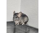 Adopt Gunther & Neptr a Silver or Gray Chinchilla (short coat) small animal in