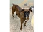 Adopt Auria a Brindle Boxer / Mixed dog in Austin, TX (38931380)