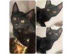 Adopt Dolly Parton a All Black Domestic Shorthair / Mixed cat in Melbourne