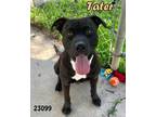 Adopt Tater a Pit Bull Terrier / Mixed dog in Oak Ridge, TN (39063334)