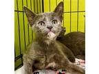 Adopt Eclair a Tortoiseshell Domestic Shorthair / Mixed cat in Bloomingdale