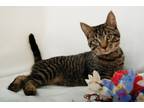 Adopt Thomas a All Black Domestic Shorthair / Domestic Shorthair / Mixed cat in