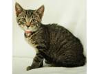 Adopt Thea a All Black Domestic Shorthair / Domestic Shorthair / Mixed cat in