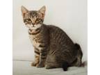 Adopt Thelma a Gray or Blue Domestic Shorthair / Domestic Shorthair / Mixed cat